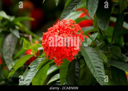Belle fleur rouge à pointes. Floraison du roi Ixora (Ixora chinensis). Banque D'Images