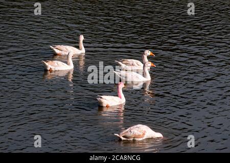 Canards de sauvagine à col court et à gros bec dans un étang Banque D'Images