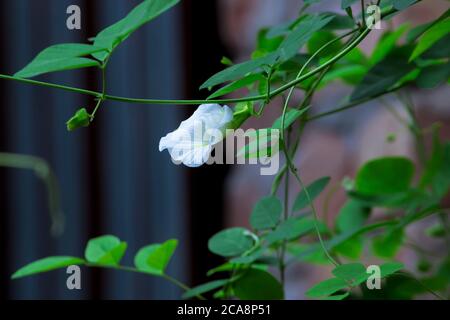 Clitoria ternatea également connue sous le nom de fleur de pois aux papillons, utilisée pour la coloration des aliments Banque D'Images