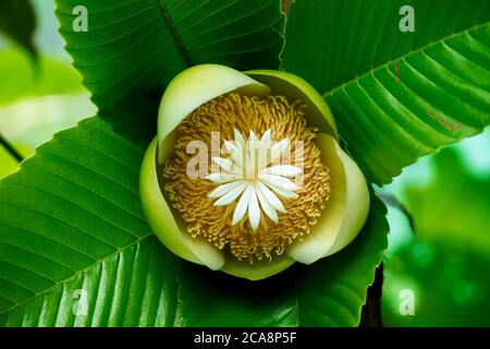 La fleur d'éléphant de pomme (Dillenia indica) commence à pousser à Fardpur, au Bangladesh, le 26 juin 2020. Banque D'Images