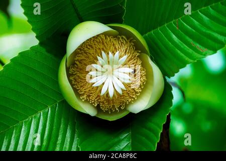 La fleur d'éléphant de pomme (Dillenia indica) commence à pousser à Fardpur, au Bangladesh, le 26 juin 2020. Banque D'Images