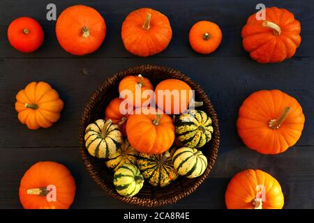 Citrouilles. Différentes formes et couleurs sur table noire en bois Banque D'Images