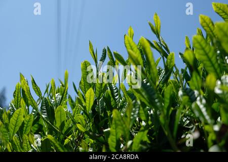 Sprout frais de l'usine de thé vert biologique au printemps à Fujieda, au Japon. Ils sont prêts à être récoltés. Banque D'Images