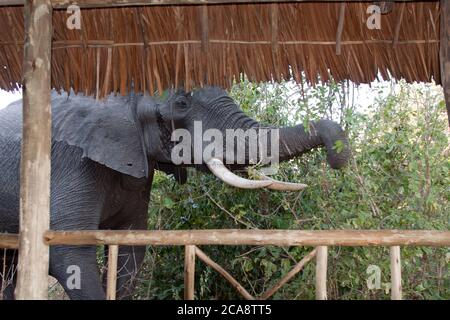 Un grand taureau d'éléphant traverse les tentes du camp de la faune de Katavi. De telles rencontres avec la faune sont un frisson spécial pour les clients Banque D'Images