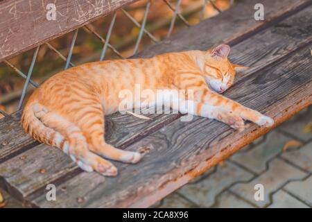 Un chat errant aux cheveux rouges dort sur un banc. Vue de dessus. Concept de protection et d'adoption des animaux. Banque D'Images