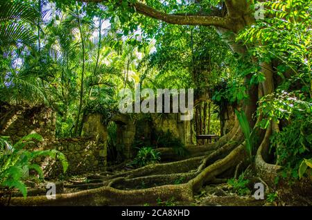 Ruines de plantation surexploité par le feuillage dense Banque D'Images