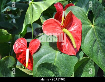 Fleur de flamants rouges Anthurium poussant dans le jardin botanique. Banque D'Images