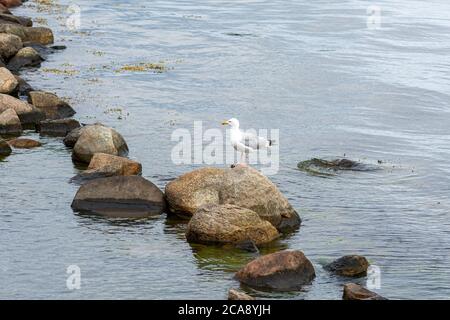 Une photo d'un mouette sur une pierre. Eau bleue en arrière-plan. Banque D'Images