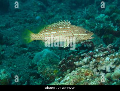 Slender Grouper, Anyperodon leucogrammicus, baignade sur le récif, Tulamben, Bali Banque D'Images