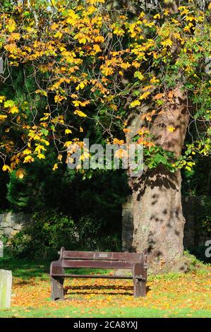 Portrait de siège public sous l'arbre à horsechestnut à l'automne, Broadway, Worcestershire, Royaume-Uni Banque D'Images