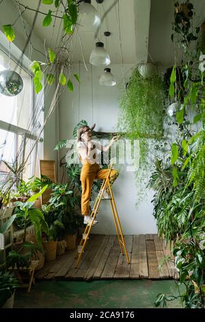 Jeune femme jardinière dans des combinaisons d'orange touchant la luxuriante asperge fougère dans sa maison, debout sur un escabeau, parlant au téléphone. Verdure à Banque D'Images