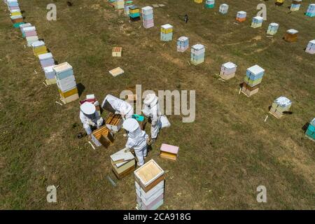 Apiculteurs travaillant à la collecte du miel dans une région de Florina, dans le nord de la Grèce. Apiculture biologique Banque D'Images