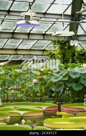 Les plantes aquatiques tropicales - Lotus rose, nénuphars géants et Victoria amazonienne flottant en serre, poussent sous un éclairage supplémentaire par des phytochamps. Banque D'Images