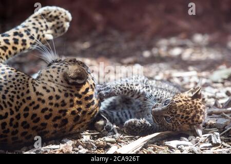 Un des petits léopards sri lankais de huit semaines joue avec la mère Sariska dans son enceinte au zoo de Banham, Norfolk. La paire de petits mâles, qui n'ont pas encore été nommés, sont nés le 4 juin de mère Sariska et de son partenaire de reproduction Mias. Banque D'Images