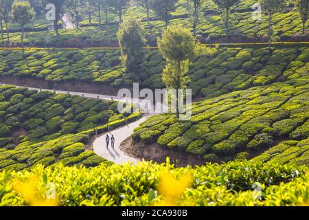 Personnes marchant le long de la route dans le domaine de thé, Munnar, Kerala, Inde, Asie Banque D'Images