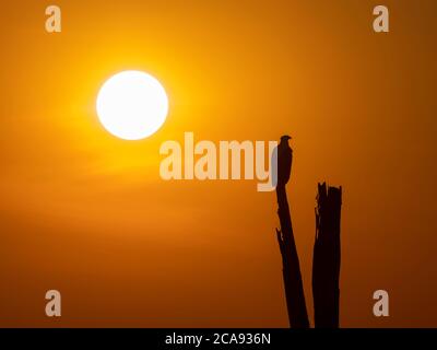 Un aigle adulte africain (Haliaeetus vocifer), perché au coucher du soleil sur les rives du lac Kariba, Zimbabwe, Afrique Banque D'Images