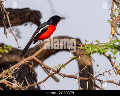 Une crevette à poitrine cramoisi adulte (Laniarius atococcineus), dans le parc national de Hwange, Zimbabwe, Afrique Banque D'Images