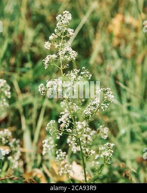 Galium boreale, la paille de lit du nord est une espèce végétale des Rubiaceae. Banque D'Images