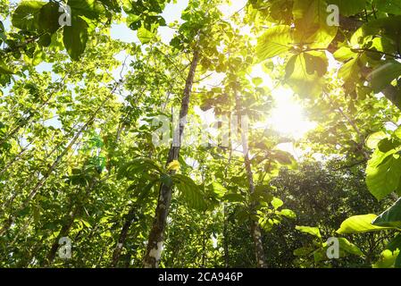 Arbre de teck agricole en plantation plante de champ de teck avec feuilles vertes / rayons de soleil forêt d'arbres à feuilles caduques verts frais encadrés par des feuilles avec le soleil Banque D'Images