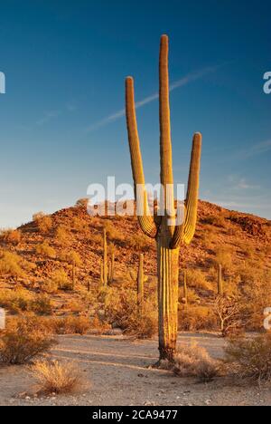 Saguaros au coucher du soleil dans le sud des montagnes Maricopa Wilderness au monument national du désert de Sonoran, Arizona, États-Unis Banque D'Images
