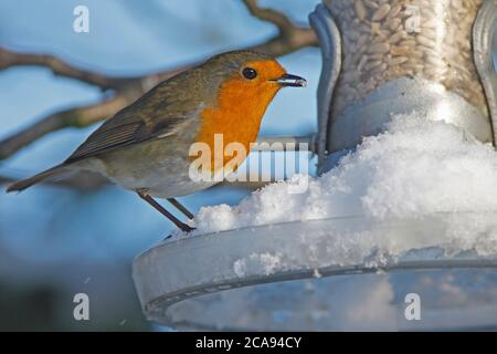 ROBIN, qui se nourrit d'un jardin couvert de neige, Royaume-Uni. Banque D'Images
