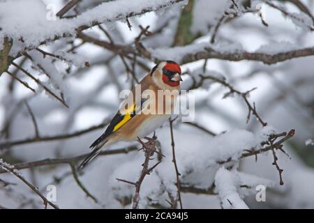 GOLDFINCH (Carduelis carduelis) sur une haie d'aubépine enneigée, Royaume-Uni. Banque D'Images