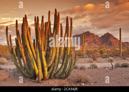 Cactus de pipe d'orgue, saguaros à Ajo Mountain Drive, Diaz Spire à distance au coucher du soleil, désert de Sonoran, Monument de Cactus de pipe d'orgue, Arizona, États-Unis Banque D'Images