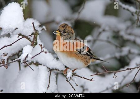 BRAMBLING (Fringilla montifringilla) mâle sur une haie d'aubépine enneigée, Royaume-Uni. Banque D'Images