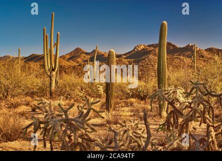 Chaîne de fruits de la corolle cactus et saguaros près de Golden Gate Road au parc national de Saguaro, West Tucson Mountain District, Arizona, Etats-Unis Banque D'Images