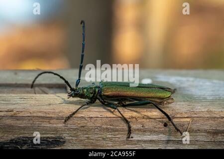 Le coléoptère en buck vert rampe sur une planche de bois abîmé sur un fond flou