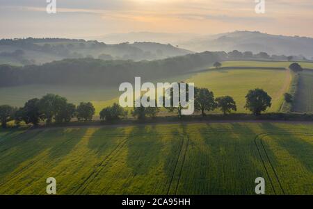 Terres agricoles vallonnées le matin d'été, Crediton, Devon, Angleterre, Royaume-Uni, Europe Banque D'Images