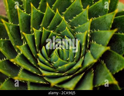 Une spirale aloe polyphylla succulent en gros plan Banque D'Images