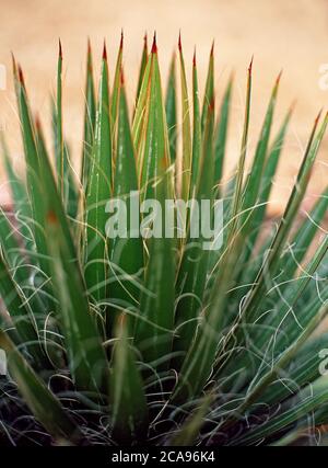 Un gros plan d'un cactus Agouve Filifera Banque D'Images