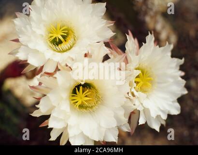 Fleurs sur un cactus Cereus flambeau doré Banque D'Images