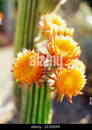 Fleurs fleuries sur un cactus de la flamme rouge Banque D'Images