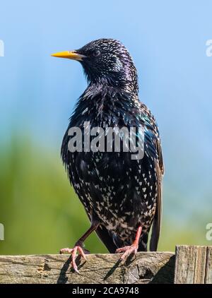 Starling commun (Sturnus vulgaris) regardant sur le côté au printemps, perché sur une clôture au Royaume-Uni. Orientation portrait / vertical. Banque D'Images