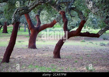 Chênes-lièges dans le parc national de Grazalema Banque D'Images