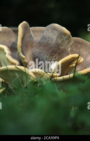Champignon polypore à coloration noire qui pousse sur le sol Banque D'Images