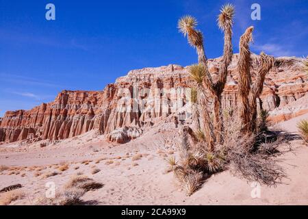 Joshua Tree et falaises au parc national de Red Rock Canyon Banque D'Images