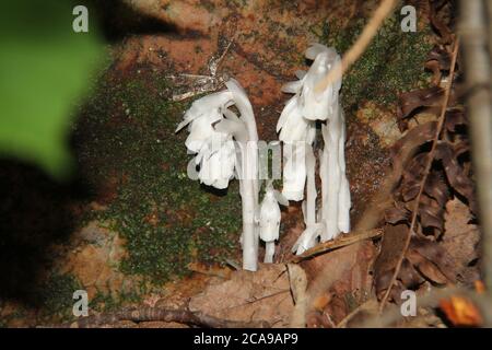 Monotropa uniflora (Indian Pipe fleur) Banque D'Images