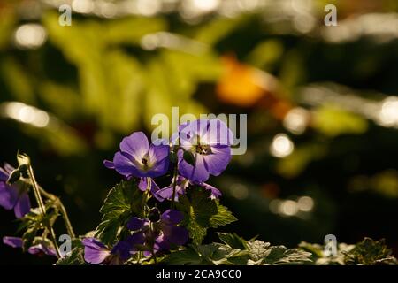 Géranium violet rétroéclairé Rozanne ('Gerwat') avec pétales en forme de soucoupe. Banque D'Images