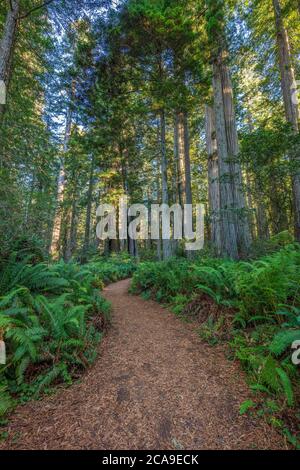 Sentier de randonnée bordé de Fern, Lady Bird Johnson Grove, parc national de Redwood, Californie Banque D'Images