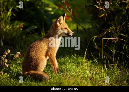 Urban Fox assis détendu à Finchley, Londres, Royaume-Uni Banque D'Images