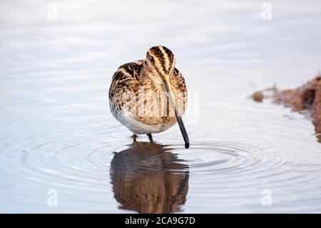 Portrait horizontal de la Scripe commune, Gallinago gallinago se nourrissant en eau peu profonde. Banque D'Images