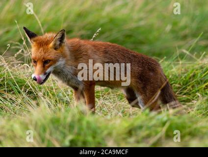 Renard roux à la recherche de toute occasion pour un repas dans la nouvelle herbe de mown Banque D'Images