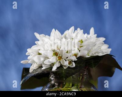 Un bouquet de petites gouttes de neige fraîches couvertes de gouttes d'eau dans un vase en verre à l'extérieur avec un ciel bleu à l'arrière-plan. Bouquet de fleurs. Galanthus Banque D'Images