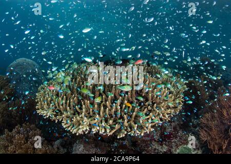 De petits poissons colorés se trouvent près des coraux sur un récif sain à Alor, en Indonésie. Cette région éloignée est connue pour son incroyable biodiversité marine. Banque D'Images