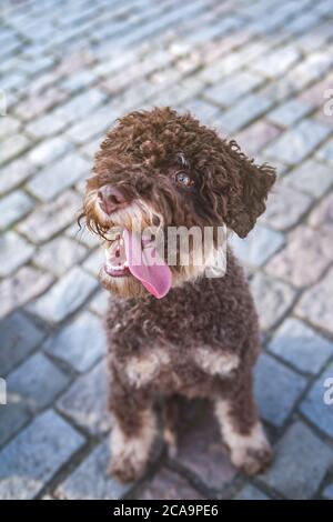 Assis marron mignon lagotto romagnolo assis, d'en haut Banque D'Images