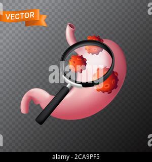 Estomac humain sous une loupe avec des cellules virales. Illustration médicale vectorielle de la recherche de virus ou de la recherche dans l'organe interne avec une loupe Illustration de Vecteur