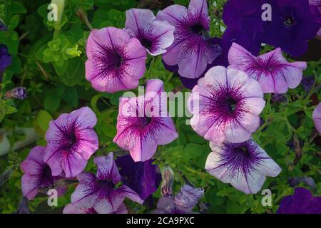 Lit à fleurs avec pétunias multicolores. Image de fleurs pétunia colorées. Banque D'Images